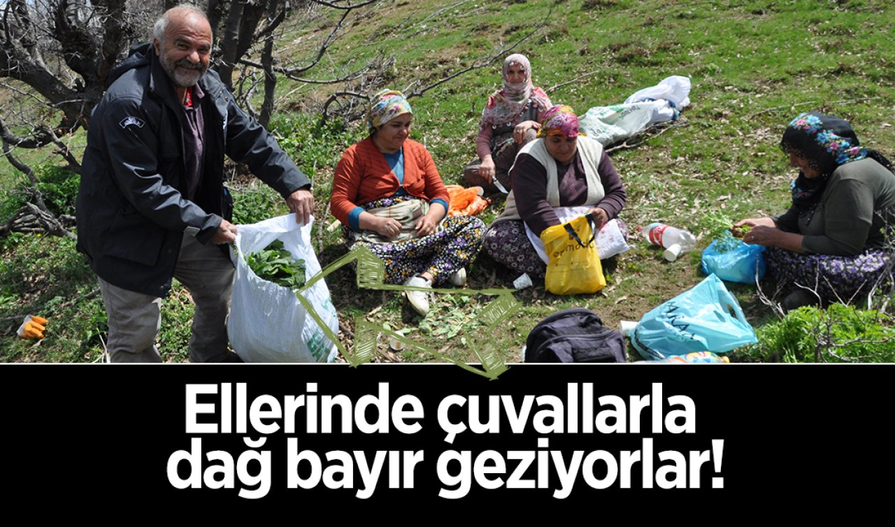 Eline çuvalı alan bu bitkiyi dağ bayır arıyor! Kilosu 250 TL’den satılıyor: Doğal ve şifa kaynağı olarak biliniyor