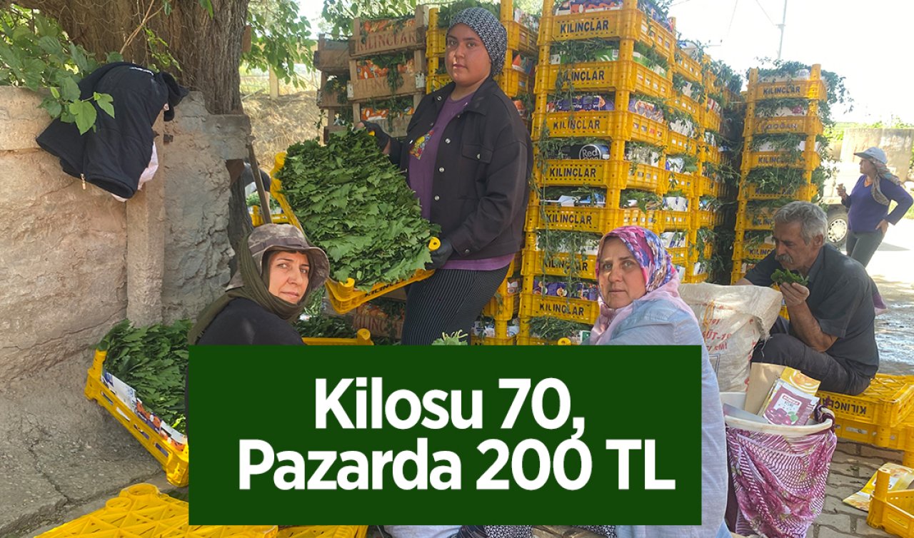 Bu Yaprak Resmen Para Basıyor! Kilosu 70, Pazarda 200 TL