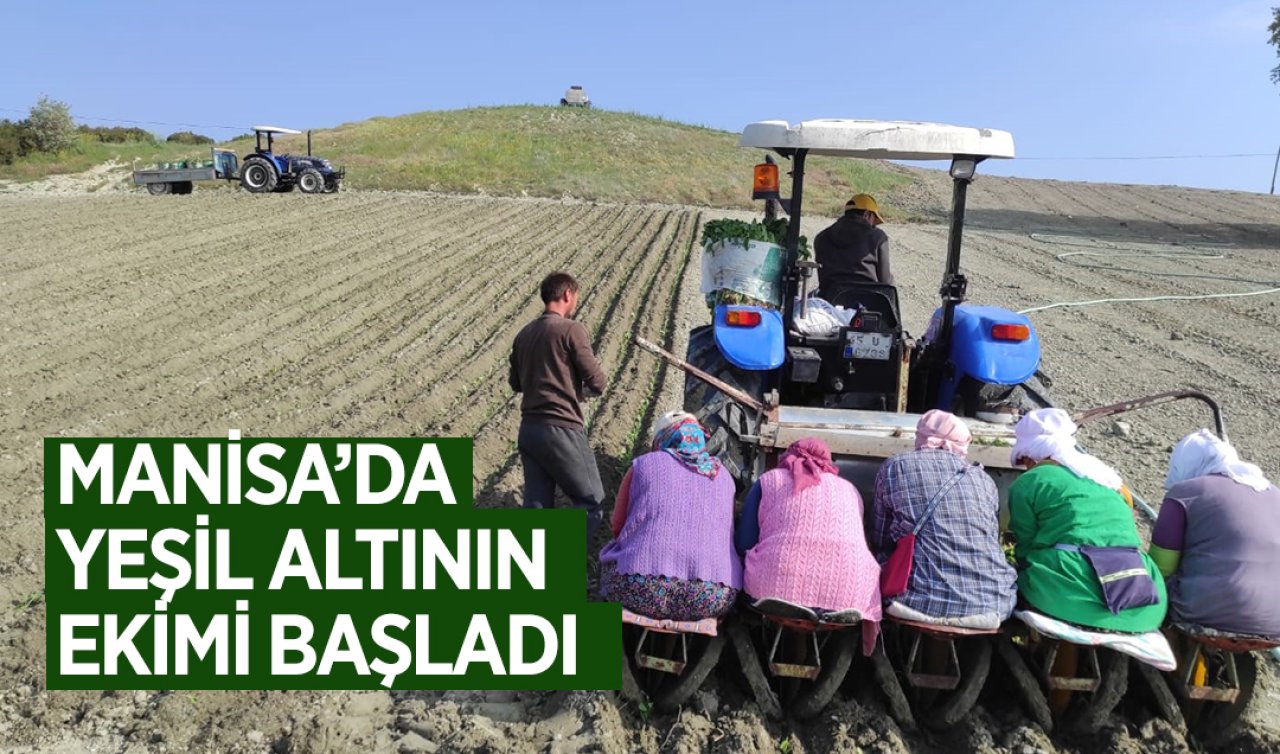 Manisa’da yeşil altın toprakla buluştu! 