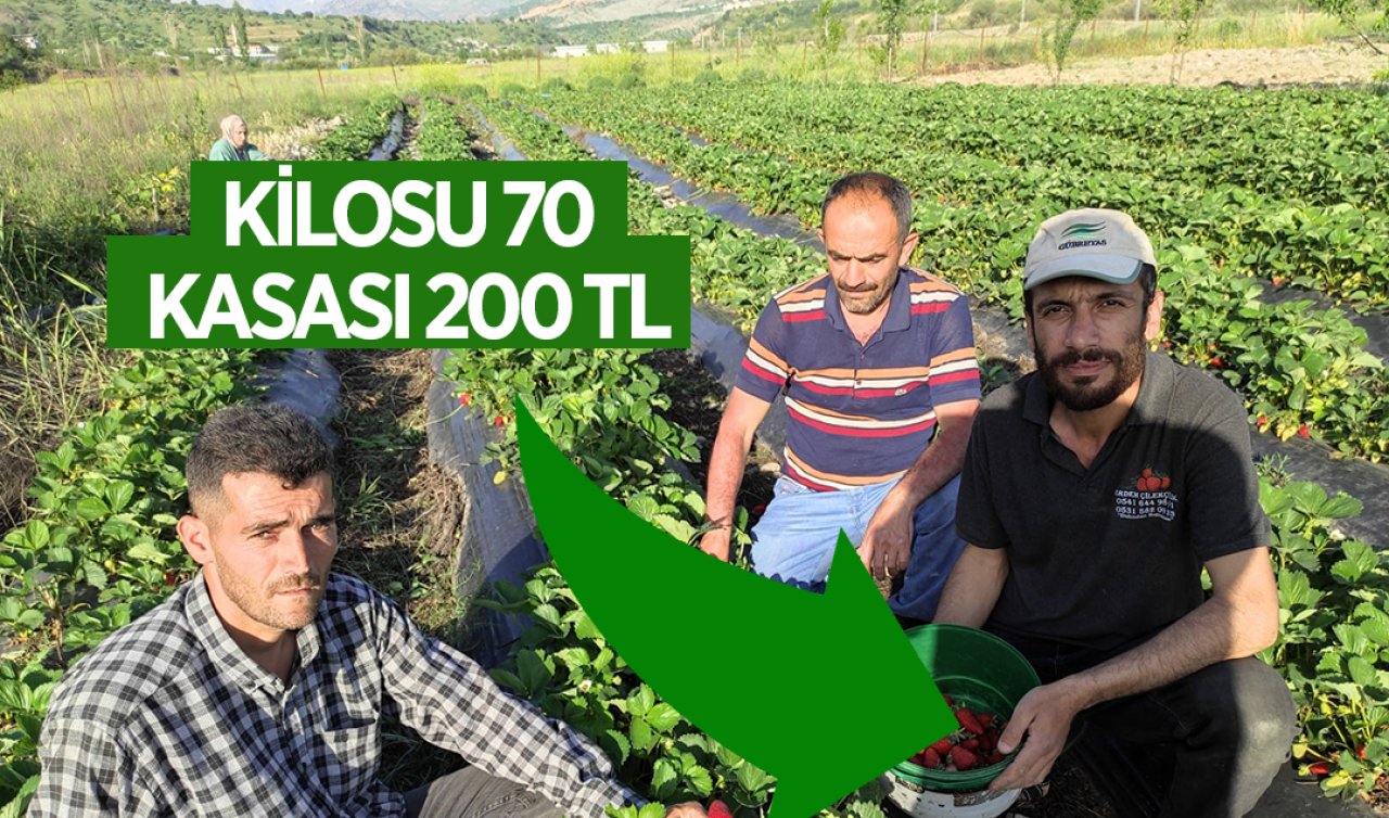  18 yıl önce deneme amaçlı ektiler! 3 aileyle başladı, şimdi 400 ailenin geçim kaynağı oldu: Kasası 200 TL’den satılıyor 