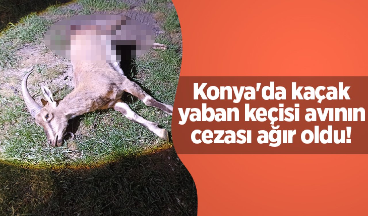 Konya’da kaçak yaban keçisi avının cezası ağır oldu! 