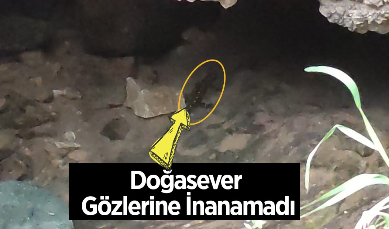 Doğa Yürüyüşü Sırasında Gözlerine İnanamadı: Dağın İçinde Sürülerce Sarı Benekli Canlıyla Karşılaştı!  Nesli Tükenmek Üzereydi...