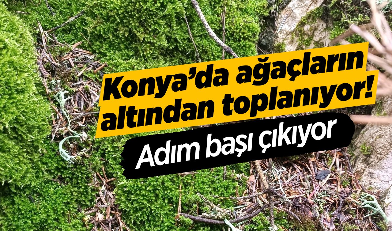Konya’da ağaçların altından toplanıyor! Adım başı çıkıyor