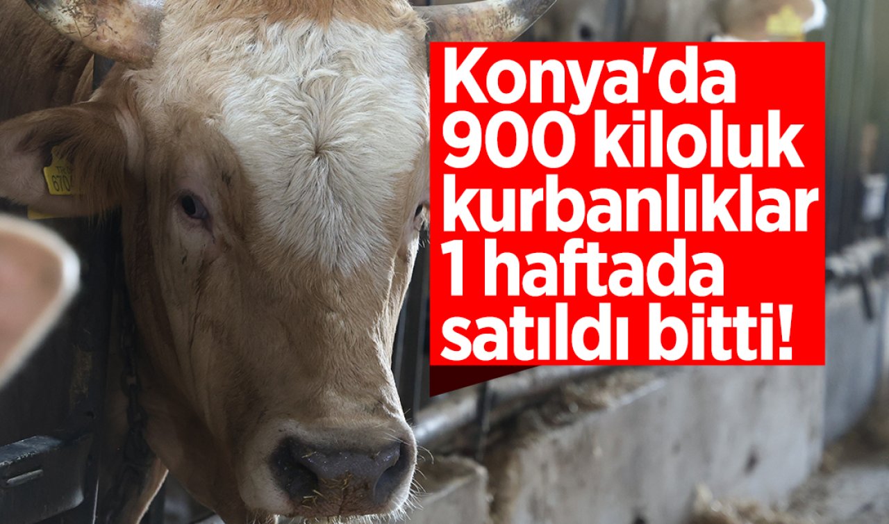 Konya’da 900 kiloluk kurbanlıklar 1 haftada satıldı bitti! 
