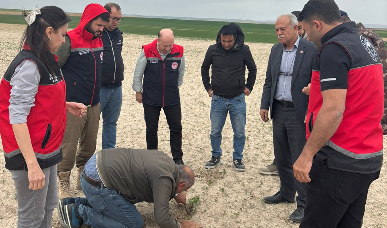 Konya’da Tarım Arazilerinde Don Zararı İncelendi