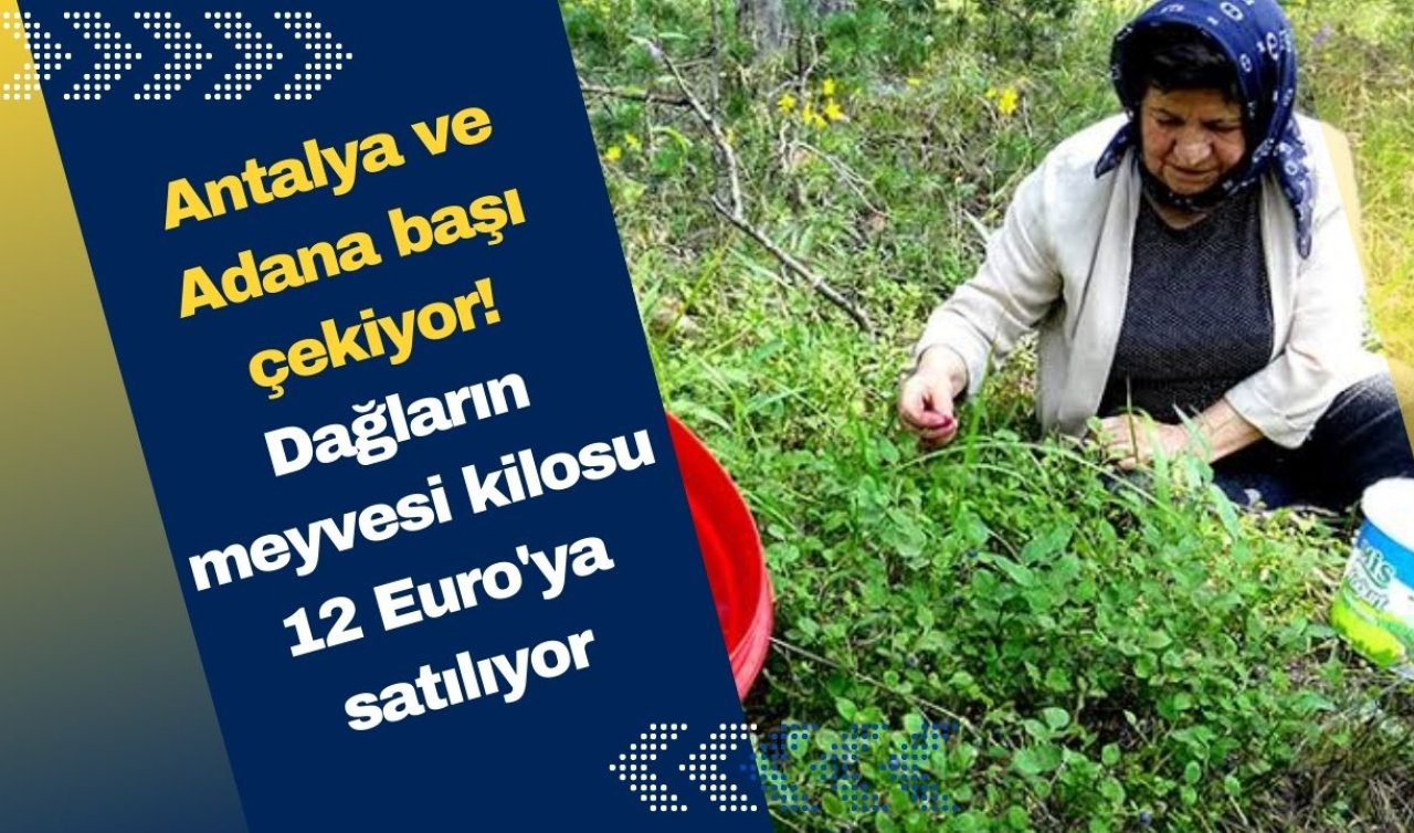 Antalya ve Adana başı çekiyor! Dağların meyvesi kilosu 12 Euro’ya satılıyor