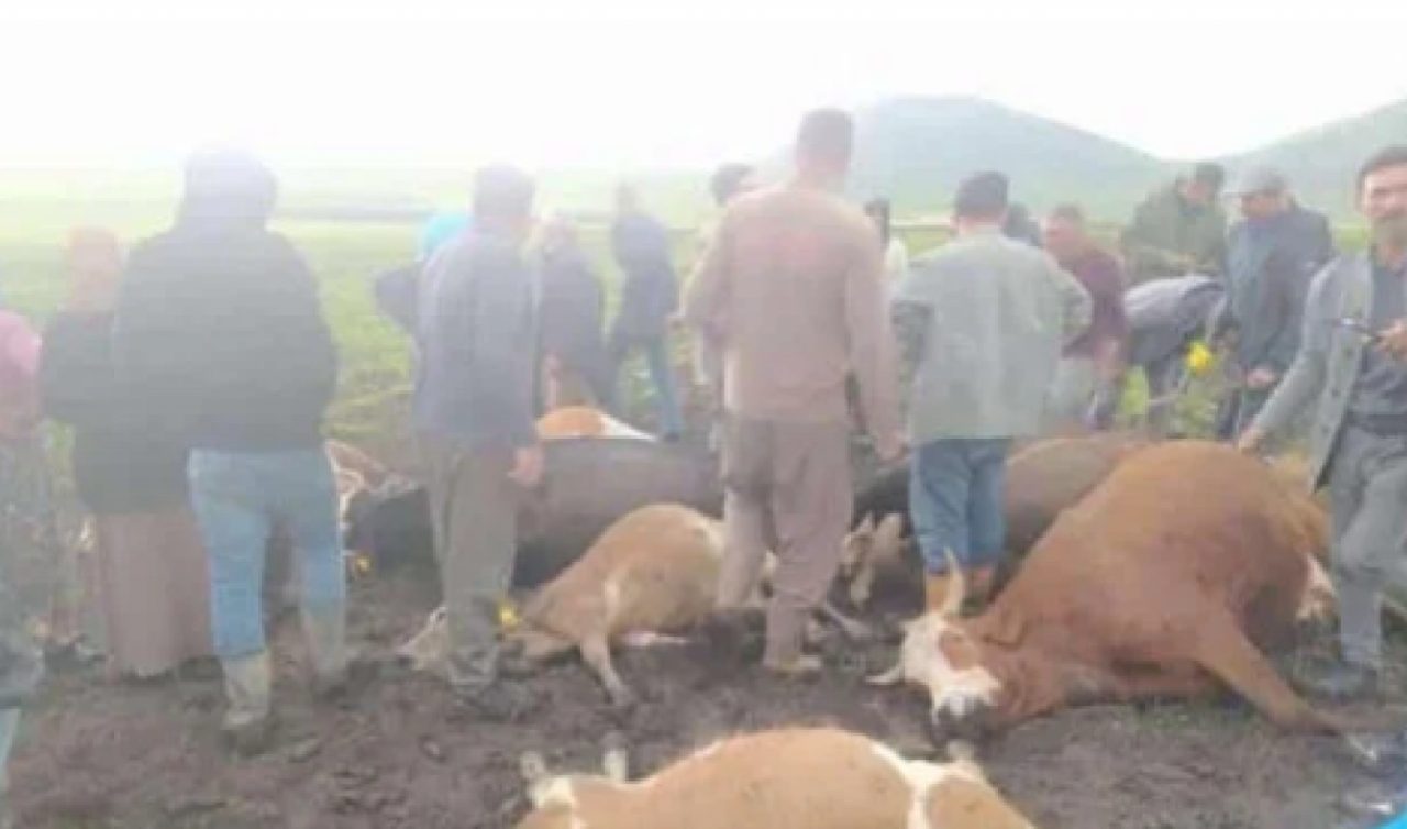Sürünün üstüne yıldırım düştü: 2 çoban yaralandı, 10 büyükbaş hayvan telef oldu