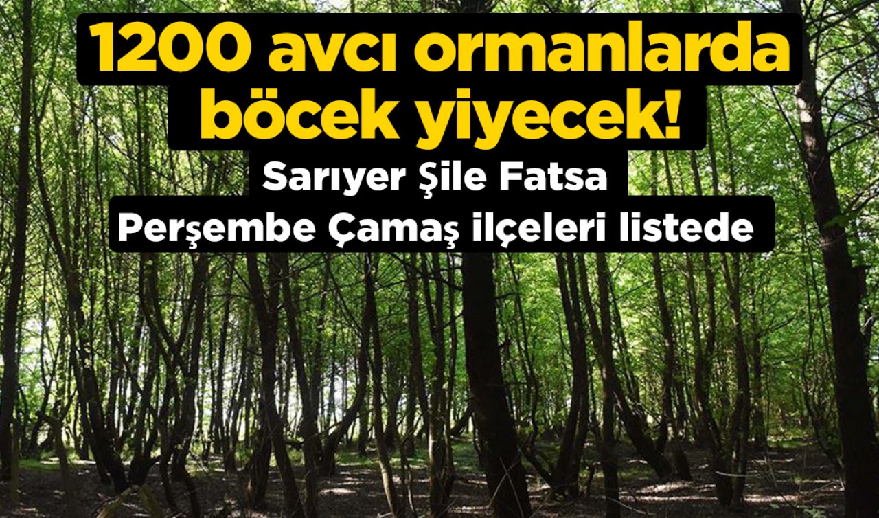 1200 avcı ormanlarda böcek yiyecek! Sarıyer Şile Fatsa Perşembe Çamaş ilçeleri listede 