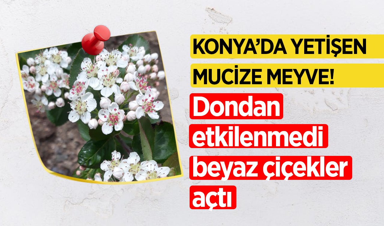 Konya’da yetişen mucize meyve! Dondan etkilenmedi beyaz çiçekler açtı