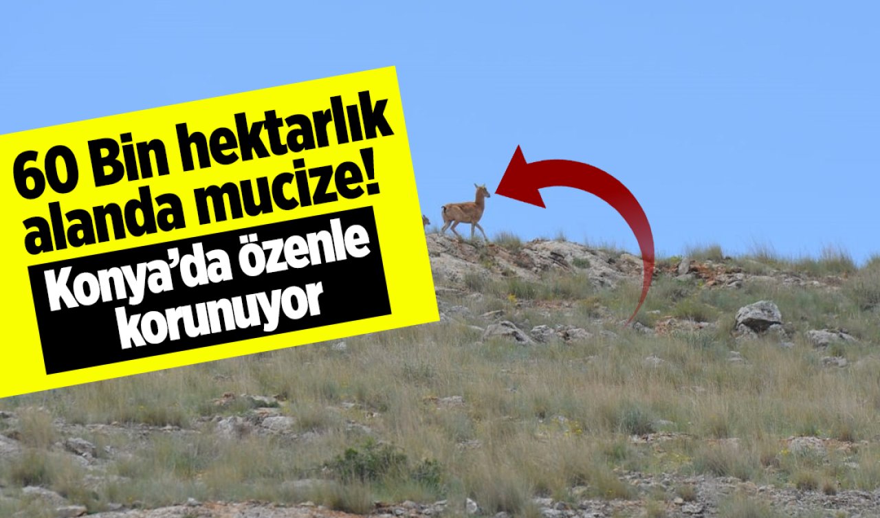 60 Bin hektarlık alanda mucize! Konya’da özenle korunuyorlar