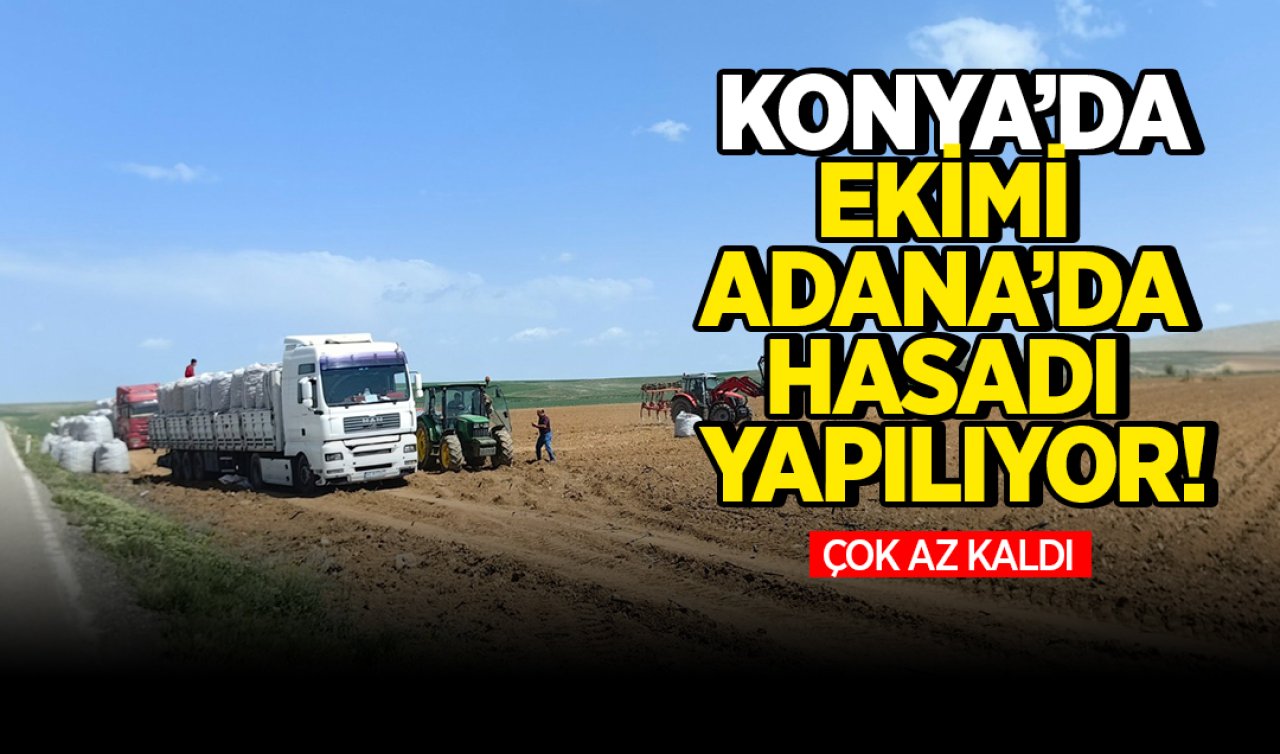 Konya’da ekimi Adana’da hasadı yapılıyor! Çok az kaldı