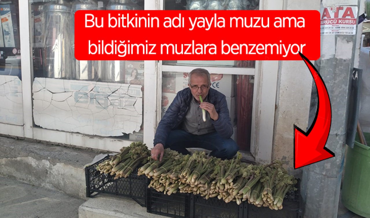 Doğu Anadolu’da yetişiyor! Bu bitkinin adı yayla muzu ama bildiğimiz muzlara benzemiyor: Kilosu 50 TL’den başlıyor, tam bir şifa deposu 