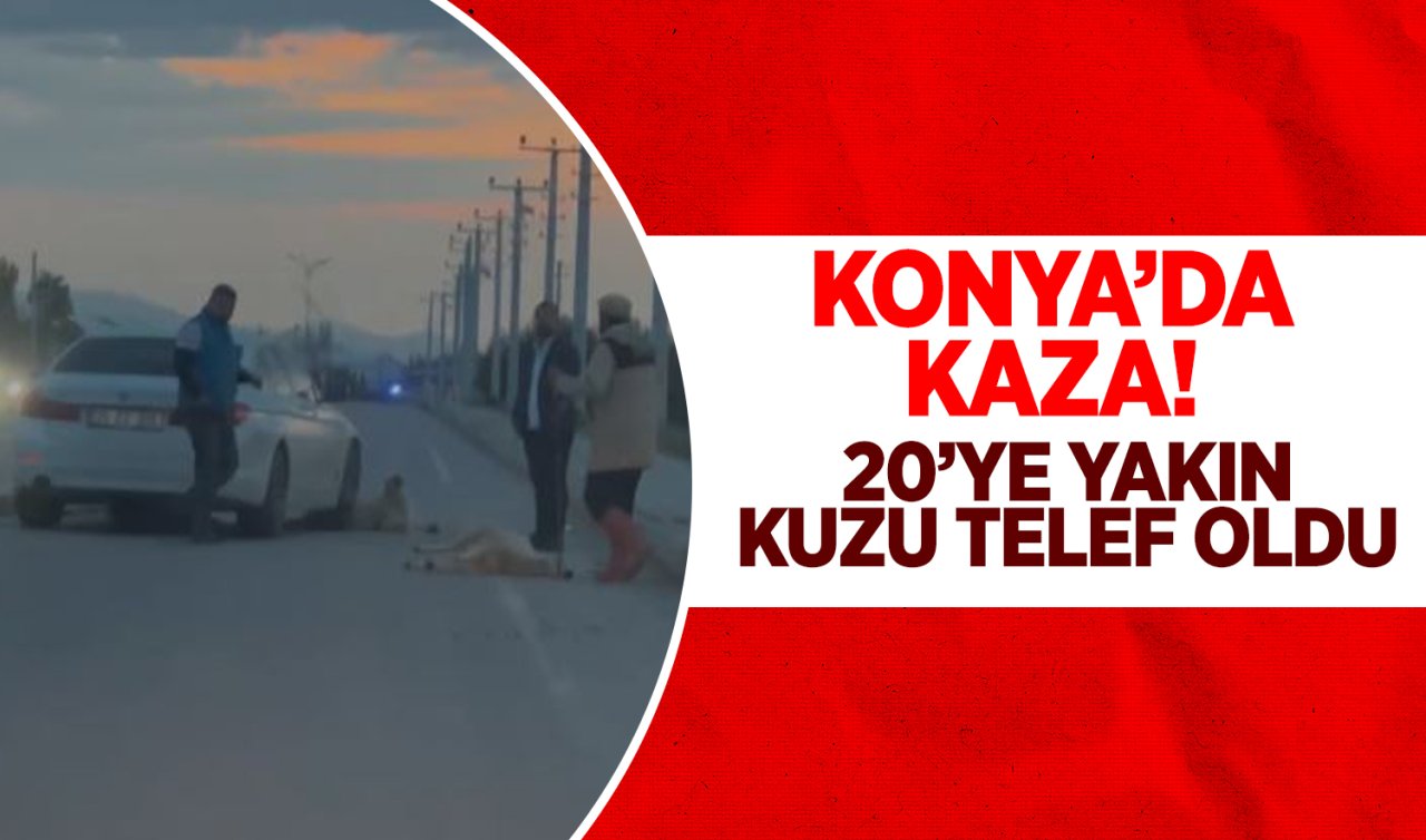 Konya’da kaza! 20’ye yakın kuzu telef oldu