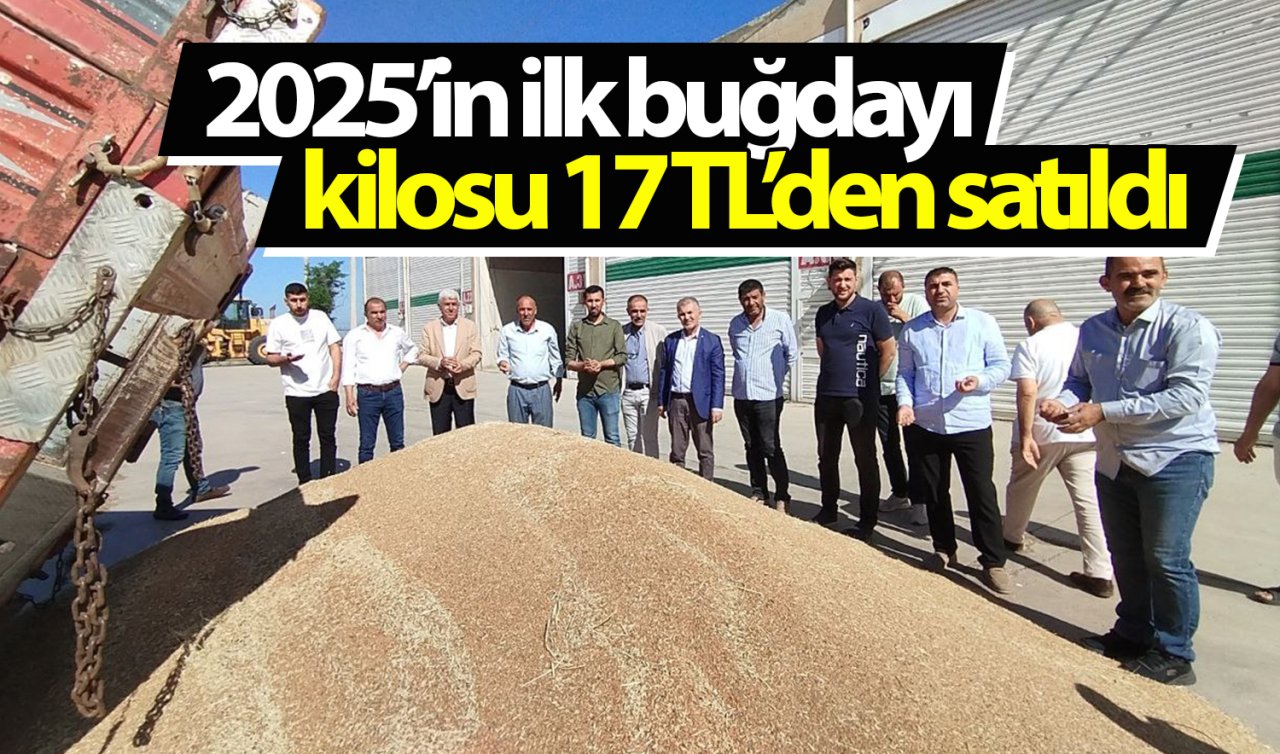 2025 Buğday fiyatı belli oldu mu? İlk hasat 17 Liradan satıldı! En çok Konya’da üretiliyor  