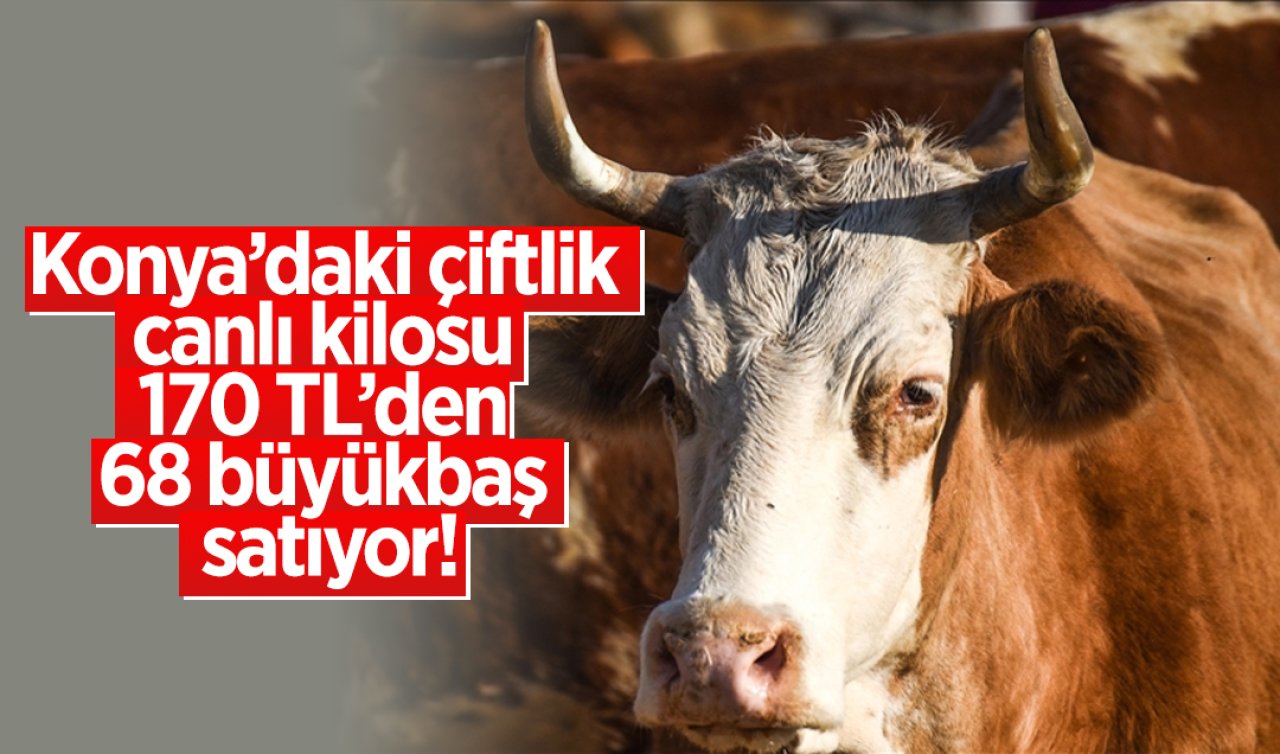 Konya’daki çiftlik canlı kilosu 170 TL’den 68 büyükbaş satıyor!