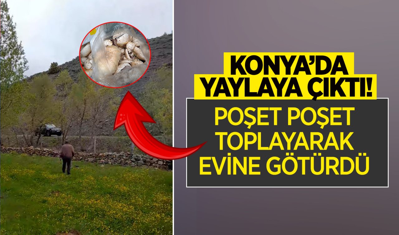 Konya’da yaylaya çıktı! Poşet poşet toplayarak evine götürdü 
