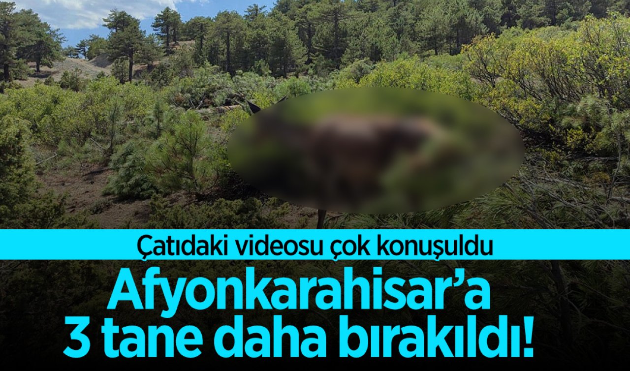 Afyonkarahisar’a 3 tane daha bırakıldı! Çatıdaki videosu çok konuşuldu