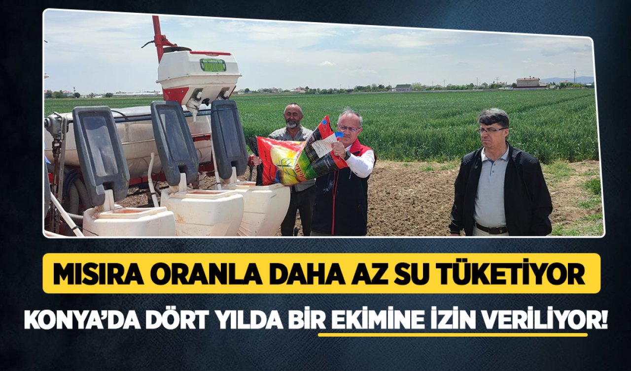 Konya’da dört yılda bir ekimine izin veriliyor! Mısıra oranla daha az su tüketiyor