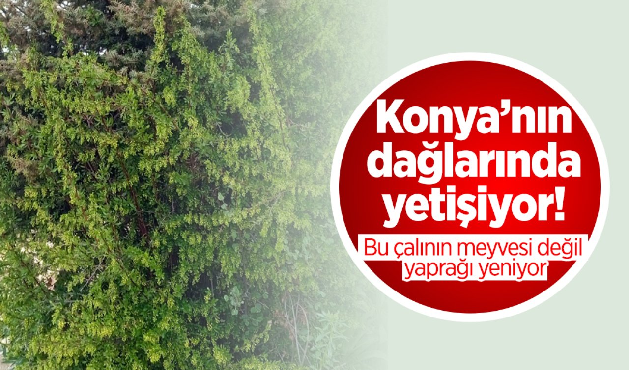 Konya’nın dağlarında yetişiyor! Bu çalının meyvesi değil yaprağı yeniyor