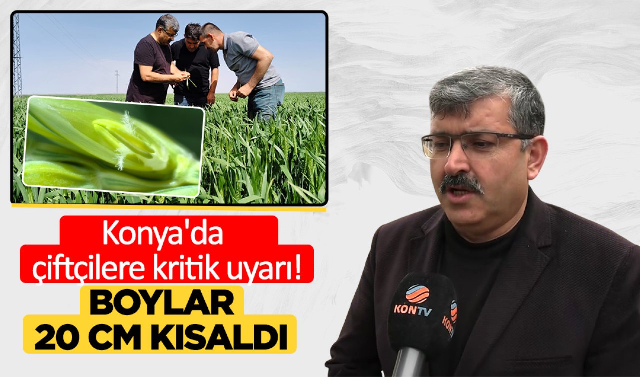 Konya’da çiftçilere kritik uyarı! Boylar 20 cm kısaldı
