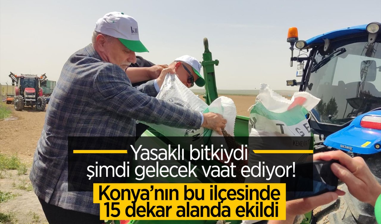 Yasaklı bitkiydi şimdi gelecek vaat ediyor! Konya’nın bir ilçesinde 15 dekar alanda ekildi