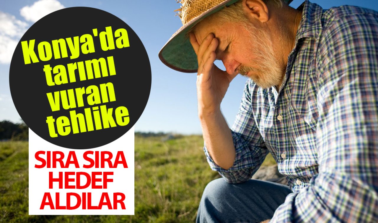 Konya’da tarımı vuran tehlike: Sıra sıra hedef aldılar! 