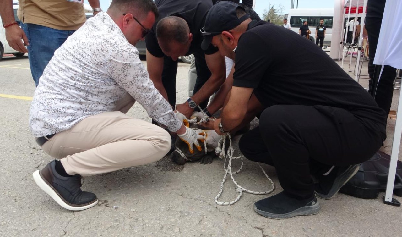 Başıboş pitbull cinsi köpeğin saldırdığı kadın yaralandı