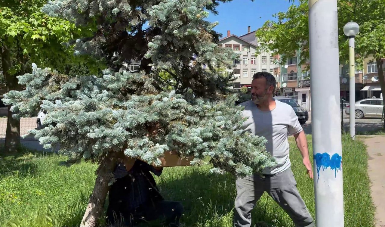 Sakarya’da kraliçe bulundu! 