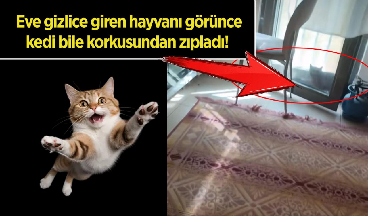 Sessiz sessiz mutfağın kapısına yaklaştı! Eve gizlice giren hayvanı gören kedi korkusundan zıpladı