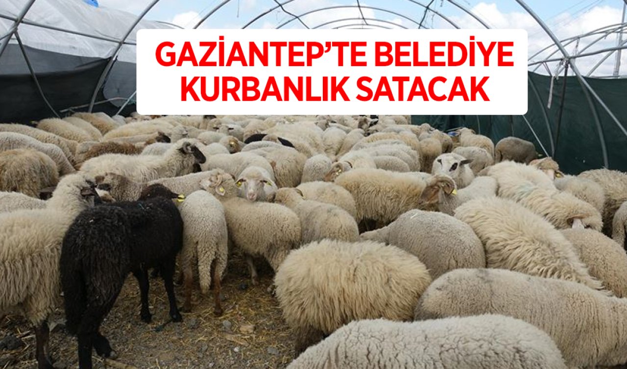 Gaziantep’te belediye piyasadan daha ucuza kurbanlık satacak! 