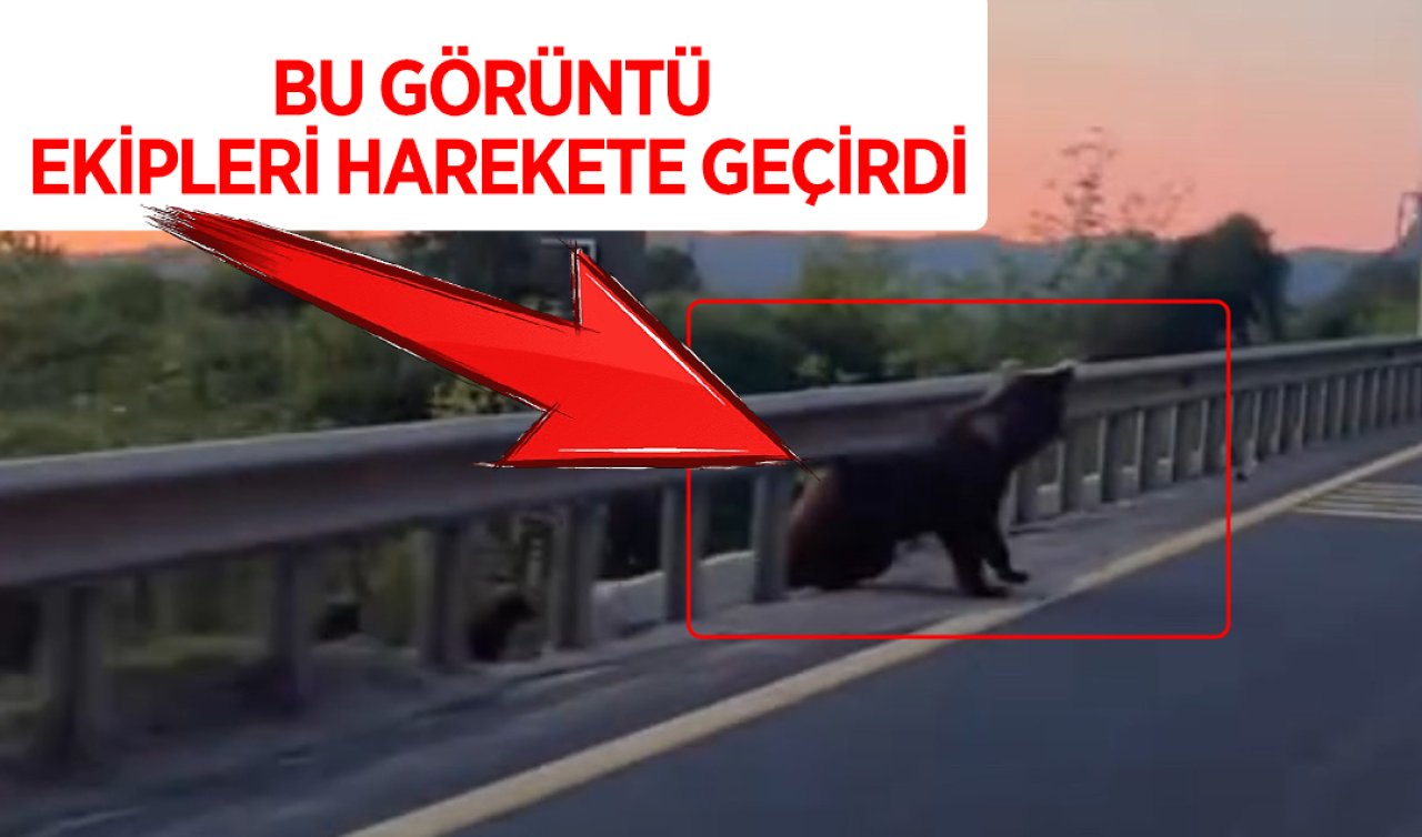 Düzce’de yol kenarında görüldü: Görüntüler sosyal medyada paylaşılınca ekipler harekete geçti: Dünyanın en vahşi hayvanlarından biri 