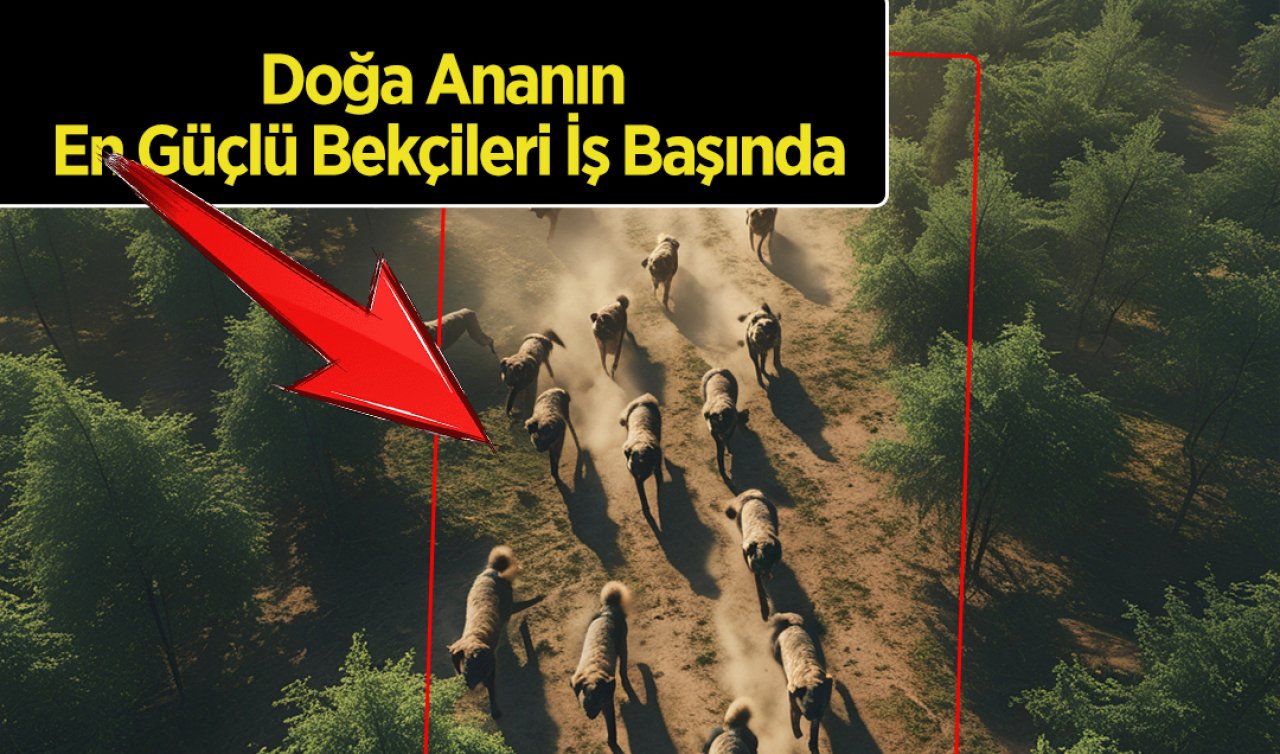 Anadolu’nun Cesur Bekçileri, Yaylaların Gizli Kahramanları Sahada! Doğa Ananın En Güçlü Bekçileri İş Başında
