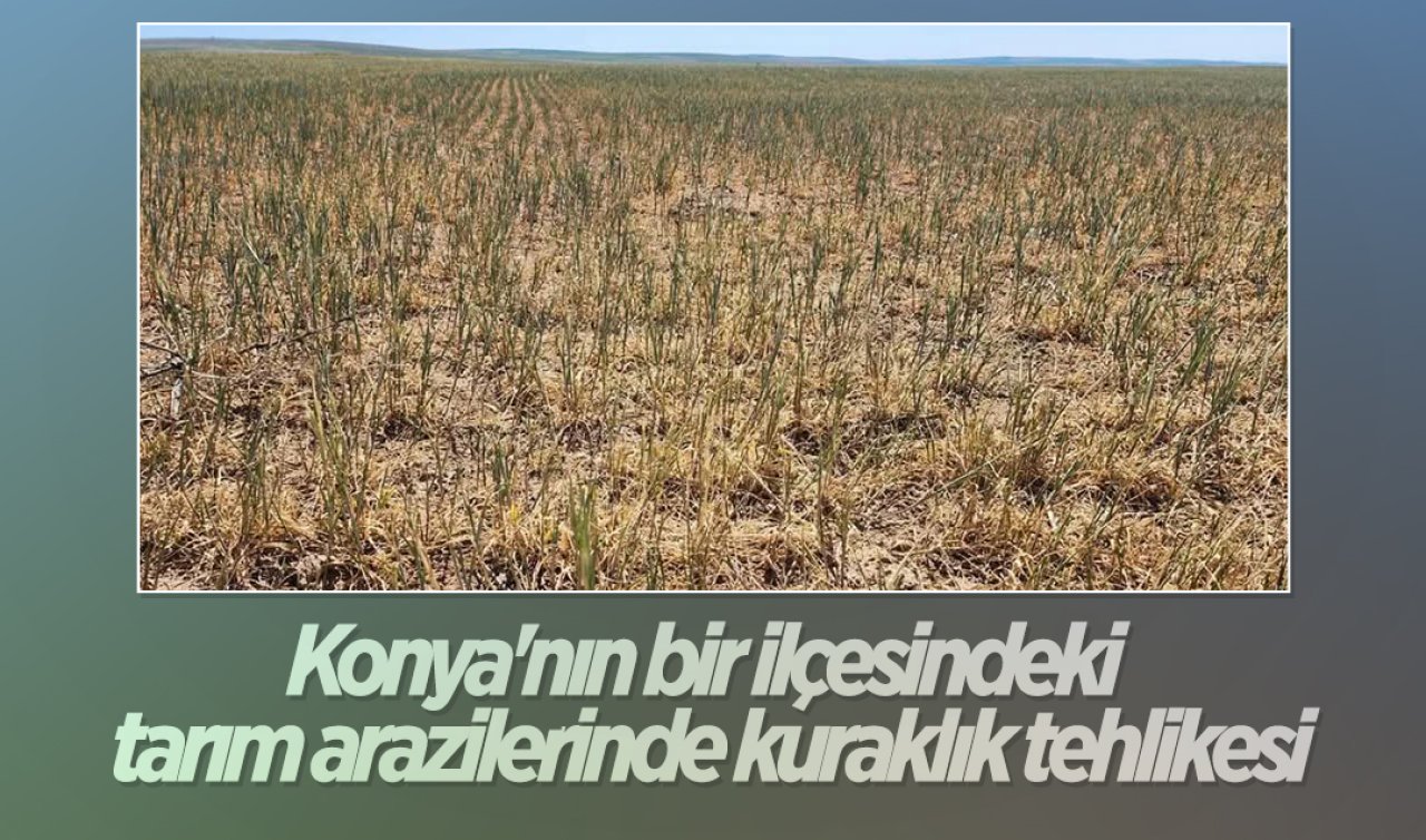 Konya’nın bir ilçesindeki tarım arazilerinde kuraklık tehlikesi