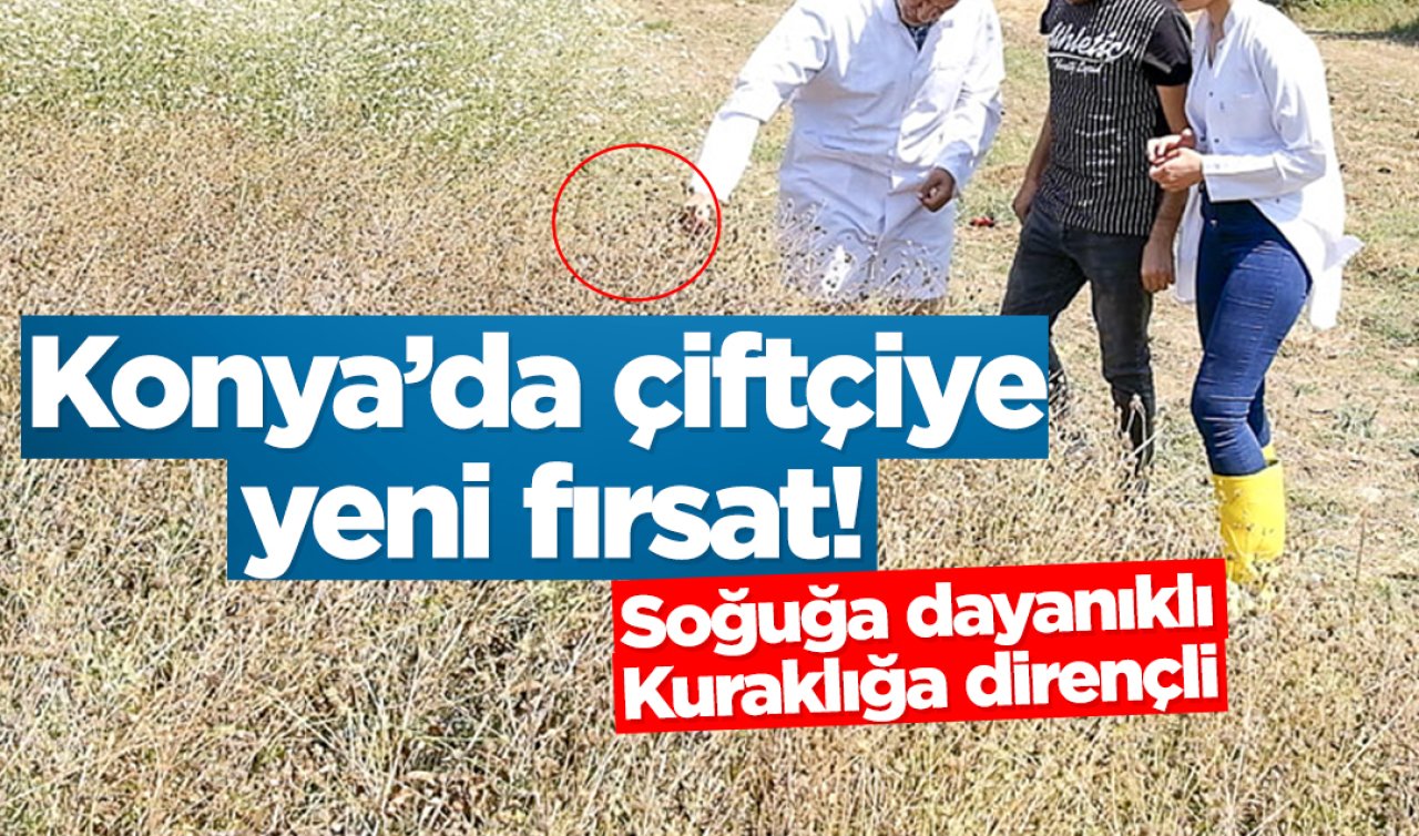 Konya’da yetişecek Soğuğa dayanıklı kuraklığa dirençli