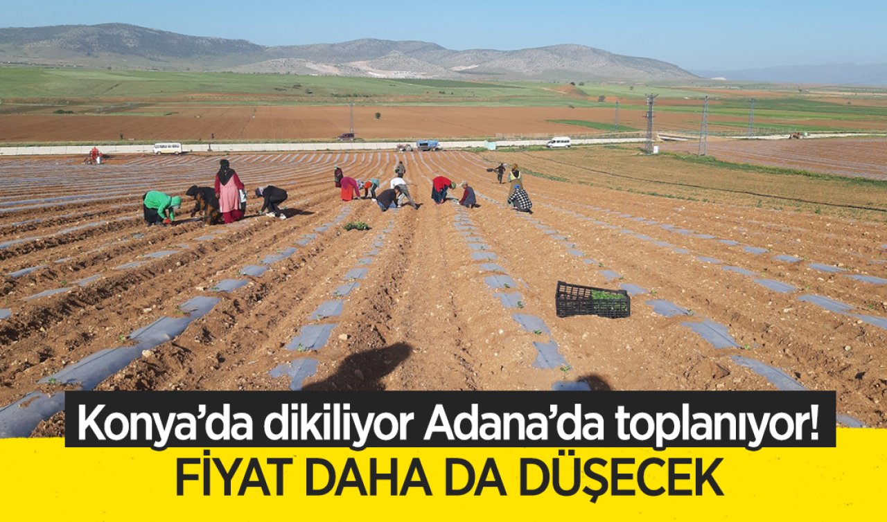 Konya’da ekiliyor Adana’da toplanıyor! Fiyat hızlı düşecek