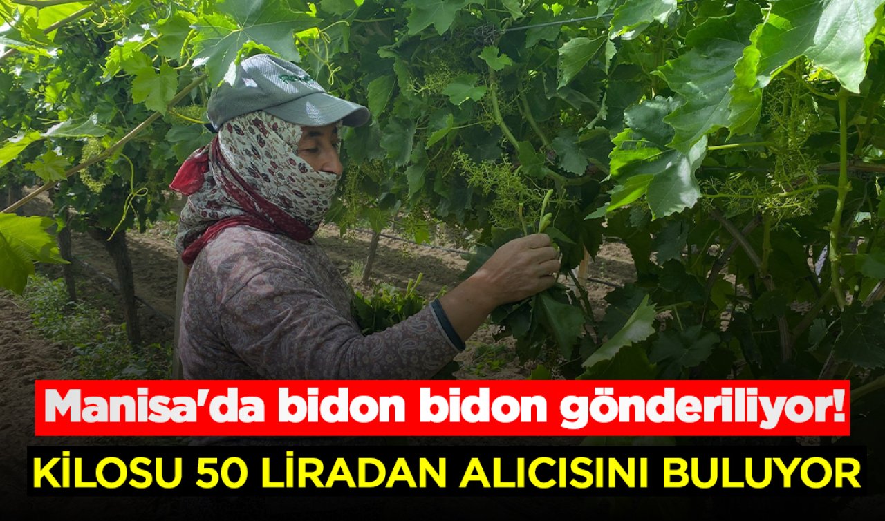 Manisa’da bidon bidon gönderiliyor! Kilosu 50 liradan alıcı buluyor