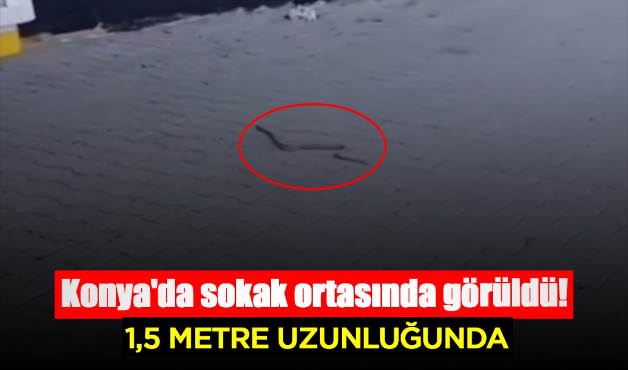 Konya’da sokak ortasında görüldü! İlçedekiler huzursuz