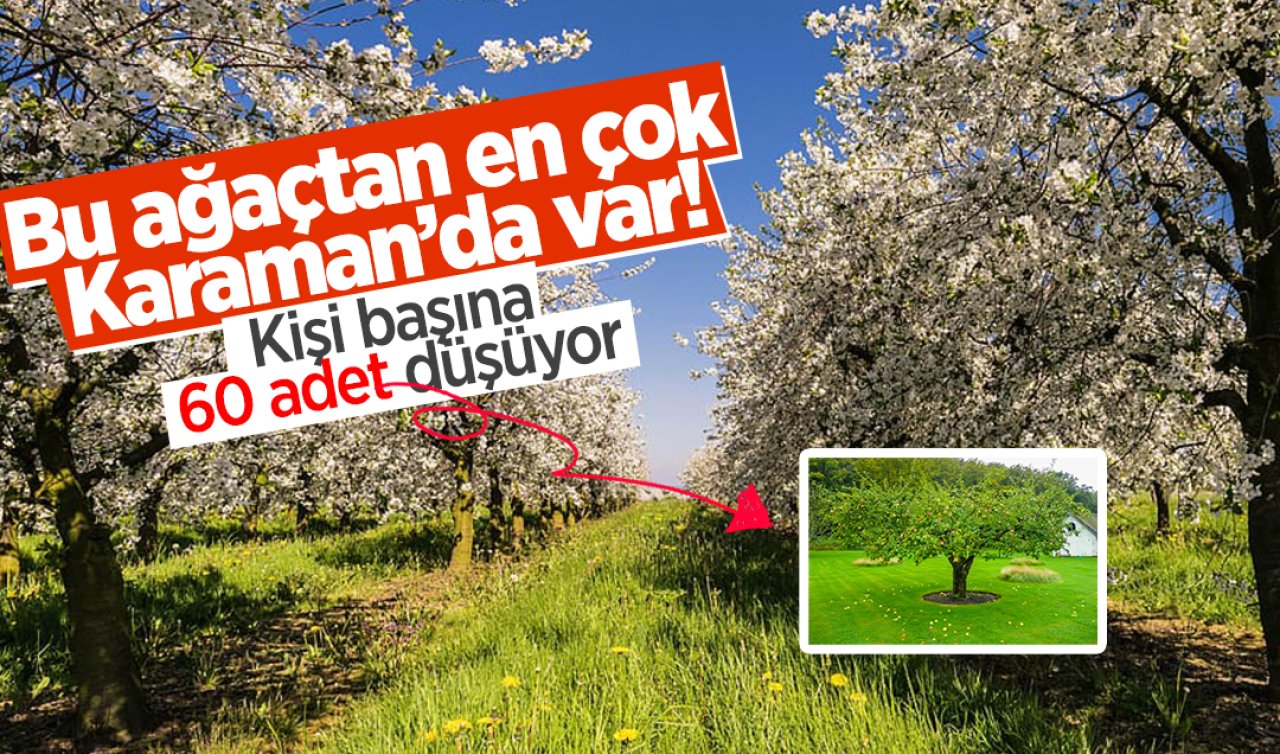 Bu ağaçtan en çok Karaman’da var! Kişi başına 60 adet düşüyor