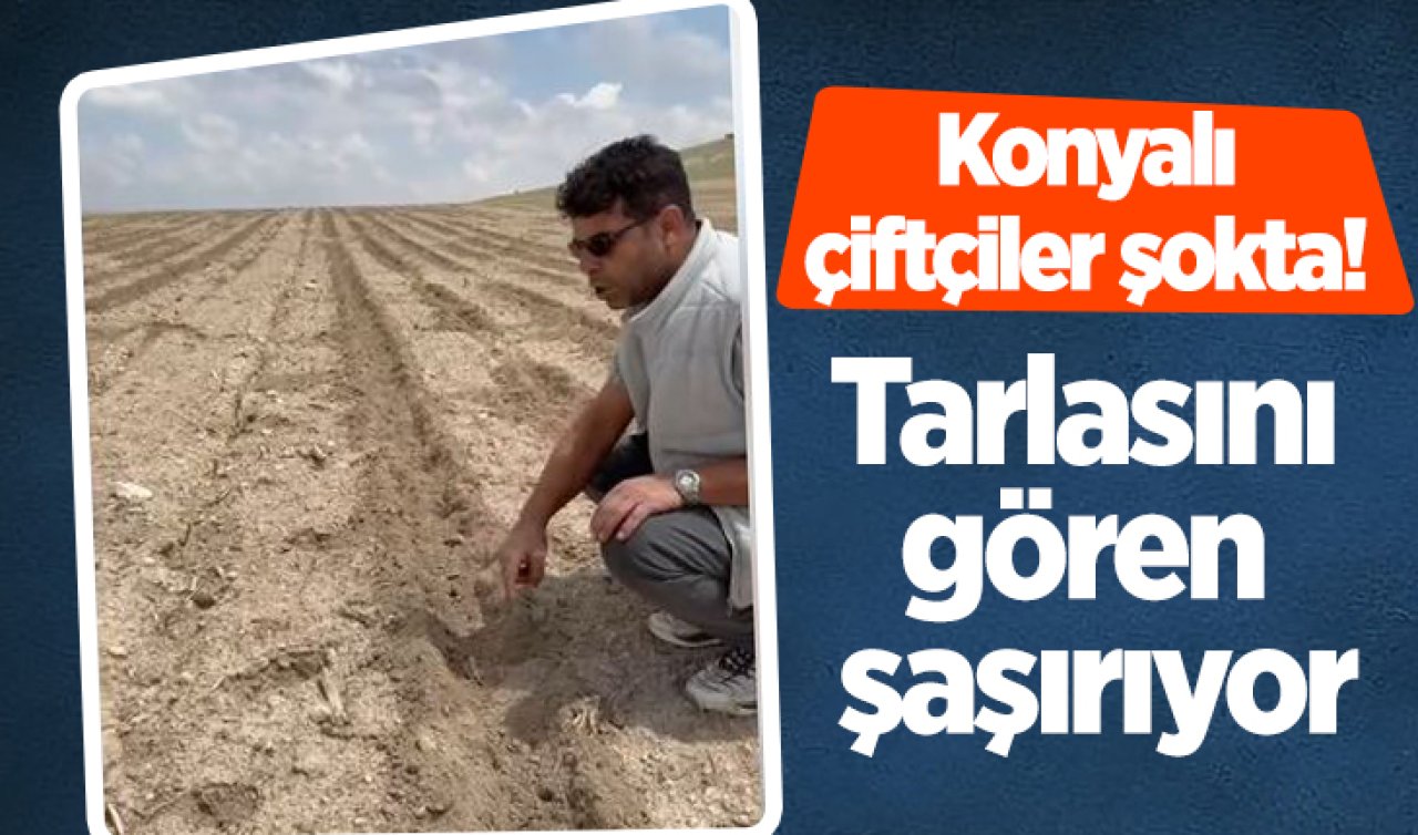 Konyalı çiftçiler şokta! Tarlasını gören şaşırıyor