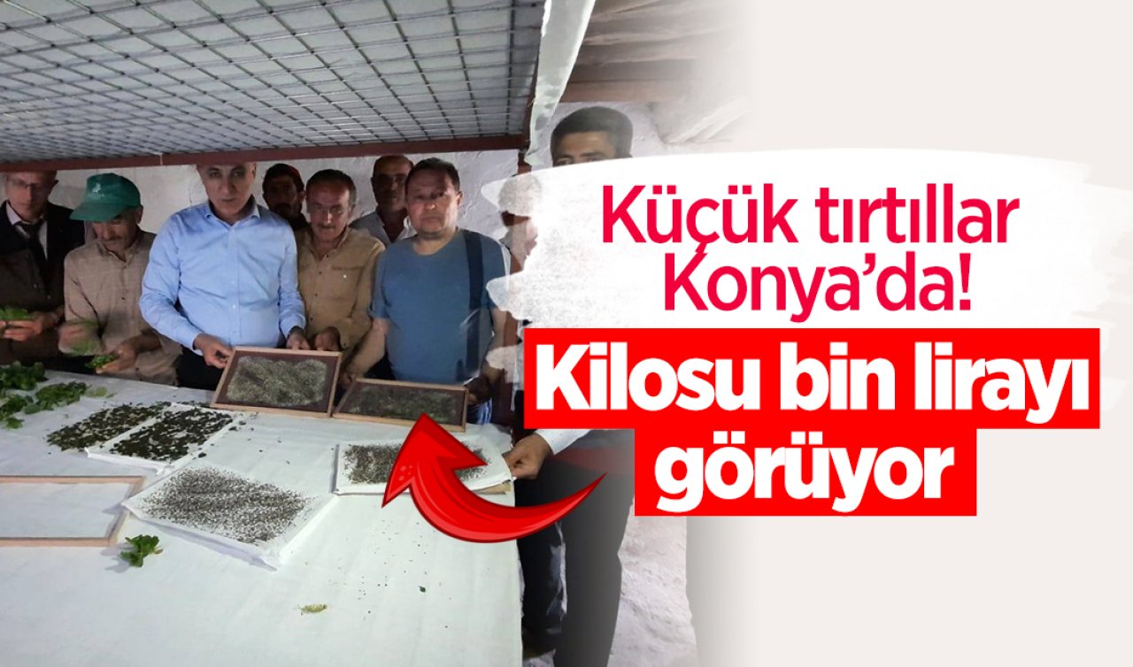 Küçük tırtıllar Konya’da! Kilosu bin lirayı görüyor  