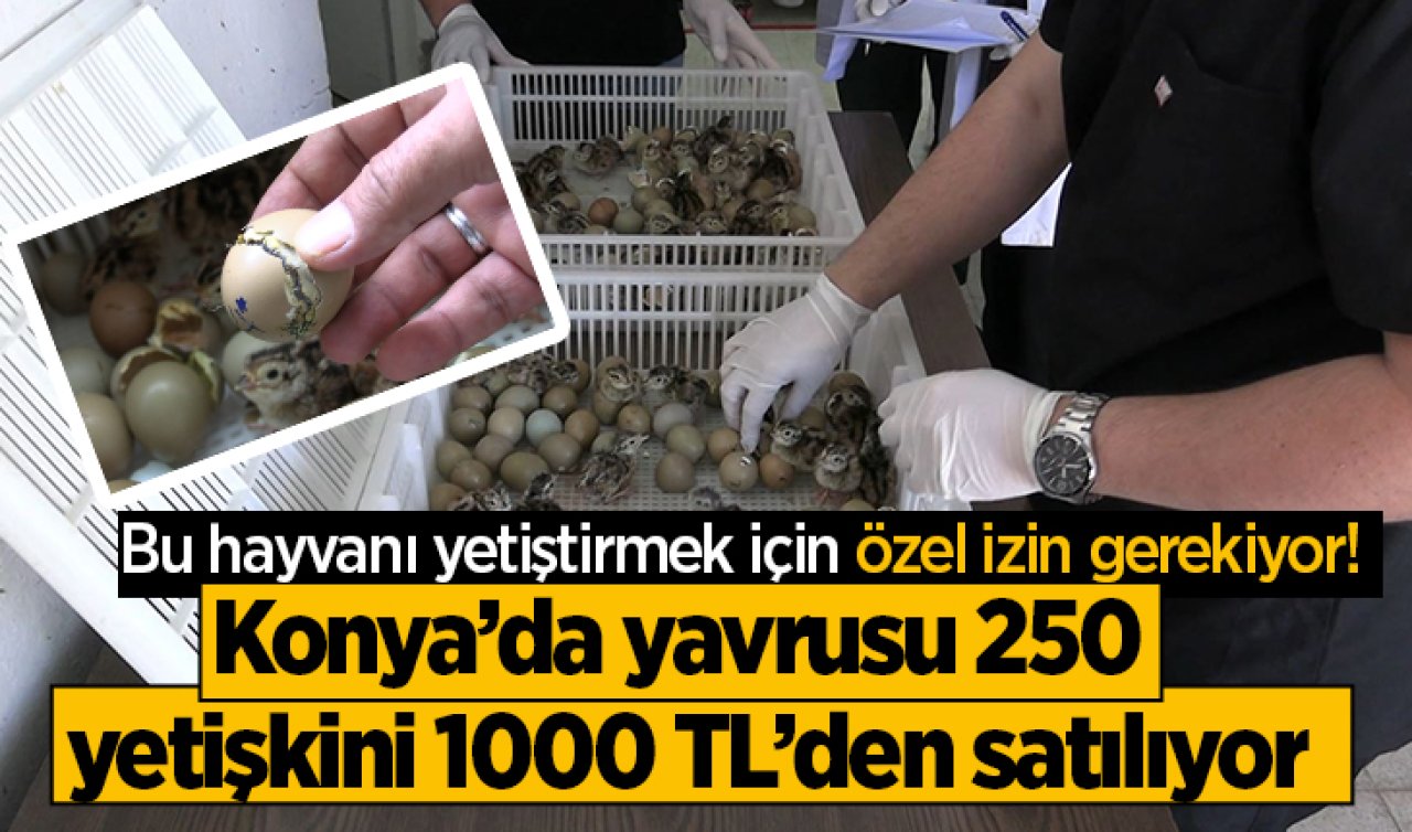 Bu hayvanı yetiştirmek için özel izin gerekiyor Konya’da yavrusu 250, yetişkini 1000 TL’den satılıyor