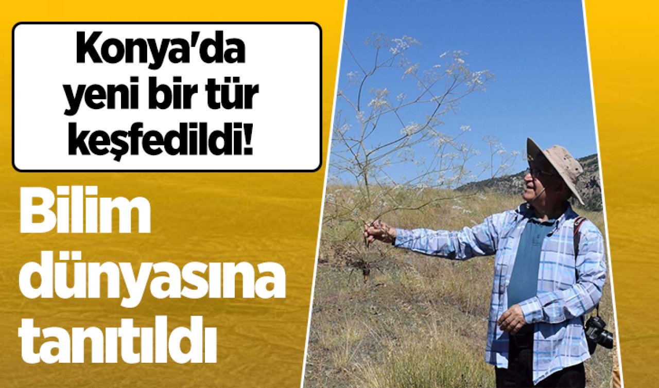 Konya’da yeni bir tür keşfedildi! Bilim dünyasına tanıtıldı 