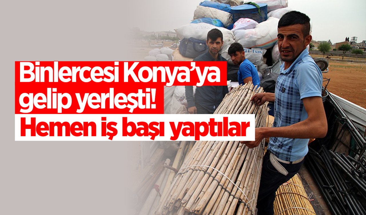 Binlercesi Konya’ya gelip yerleşti! Hemen iş başı yaptılar