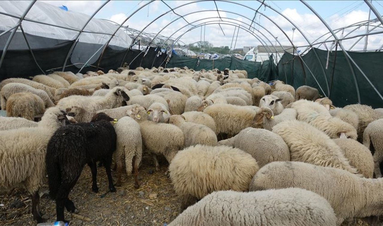 Kurban Bayramı tatili 9 gün mü, kaç gün, bayrama kaç gün kaldı? 2025 Kurban Bayramı bayram tatili tarihleri: Bayrama kaç gün var?