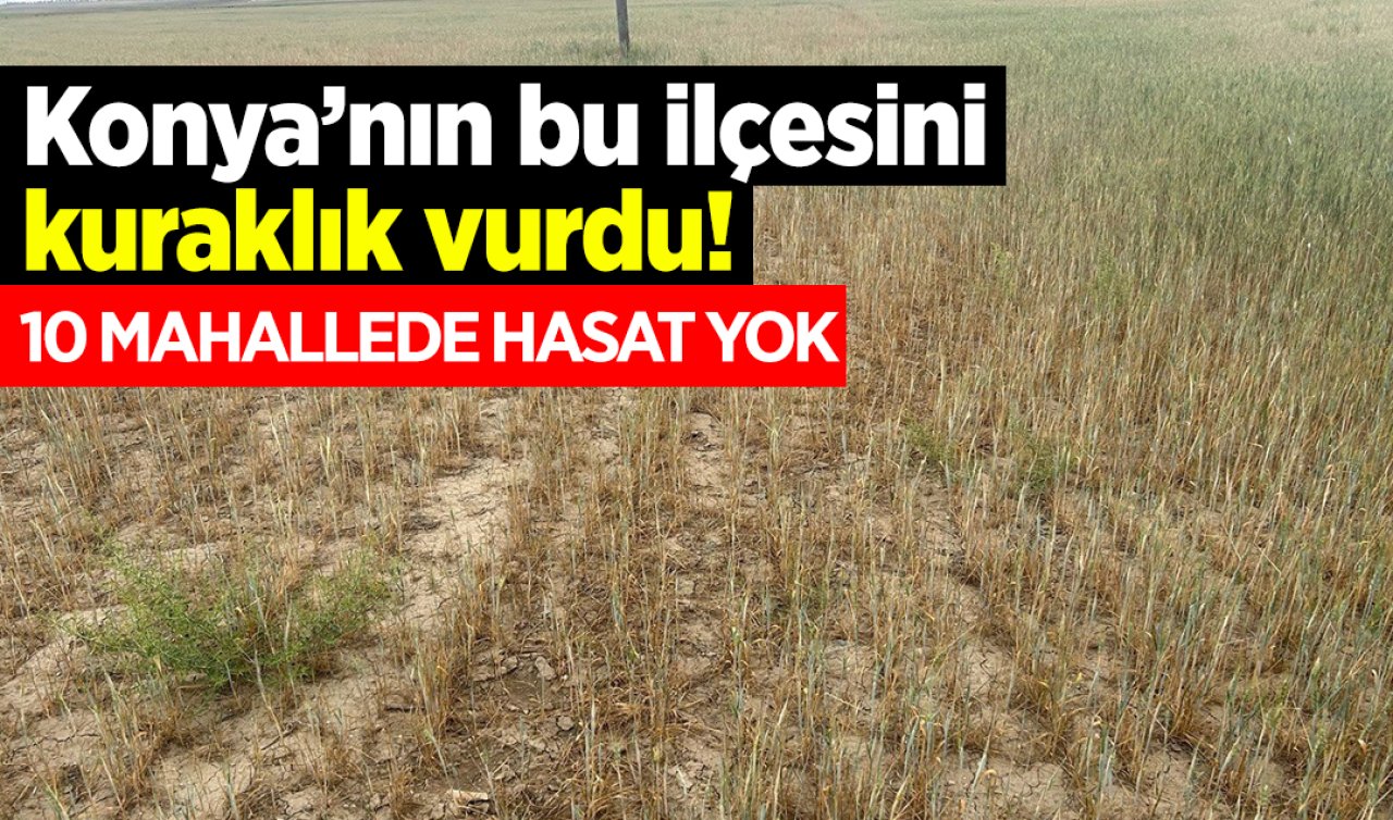 Konya’nın bu ilçesini kuraklık vurdu! 10 mahallede hasat yok