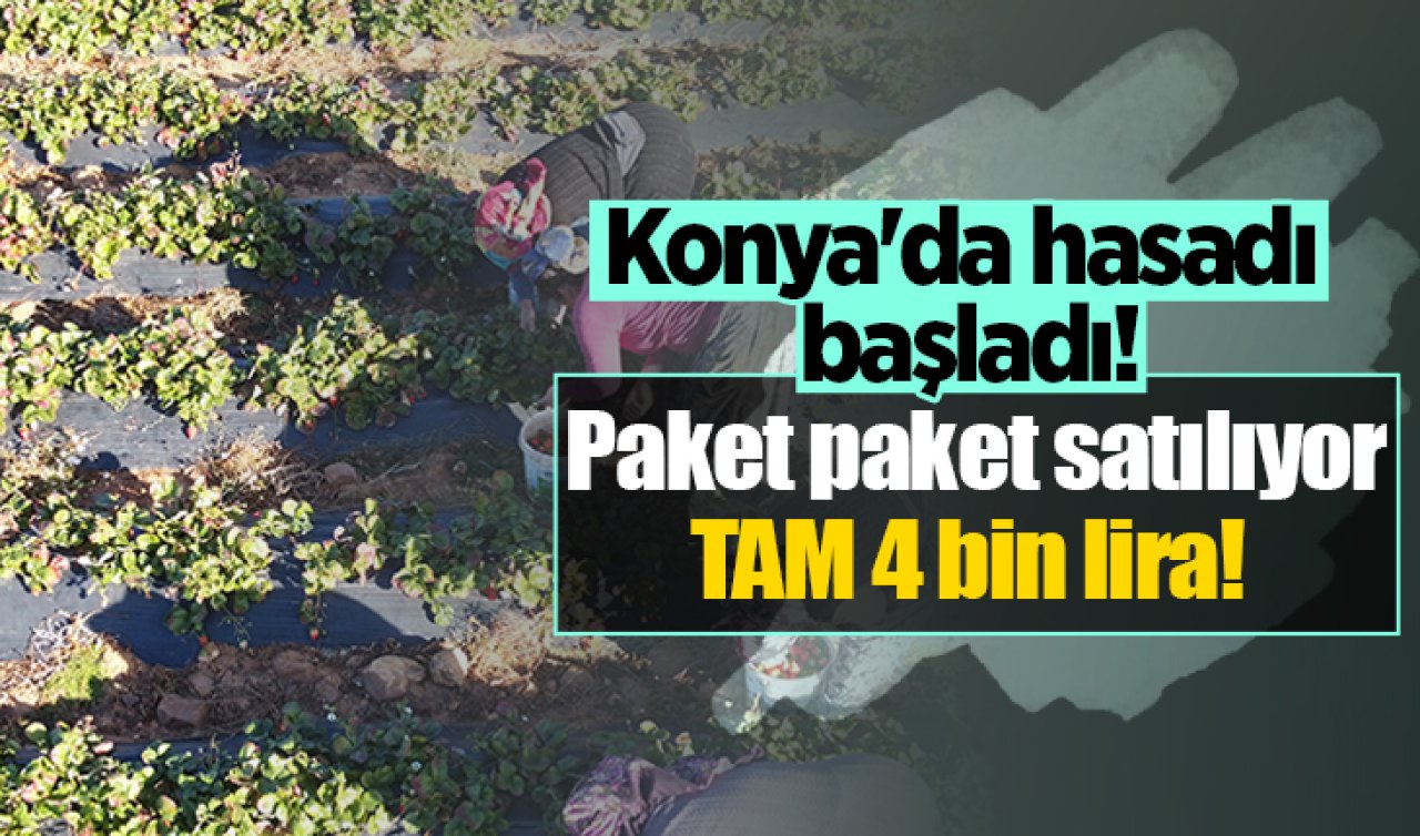 Konya’da hasadı başladı! Paket paket satılıyor: TAM 4 bin lira! 
