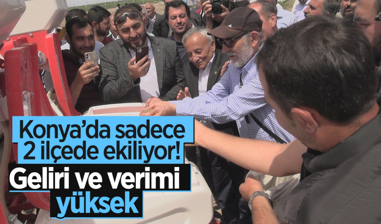 Konya’da sadece 2 ilçede ekiliyor! Geliri ve verimi yüksek
