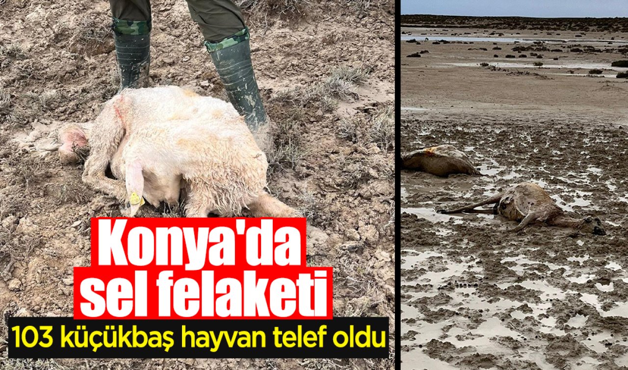 Konya’da sel felaketi: 103 küçükbaş hayvan telef oldu