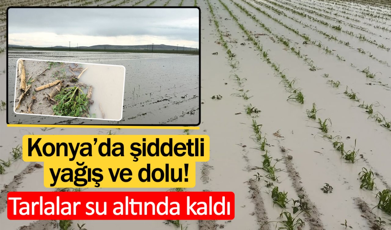 Konya’da şiddetli yağış ve dolu! Tarlalar su altında kaldı