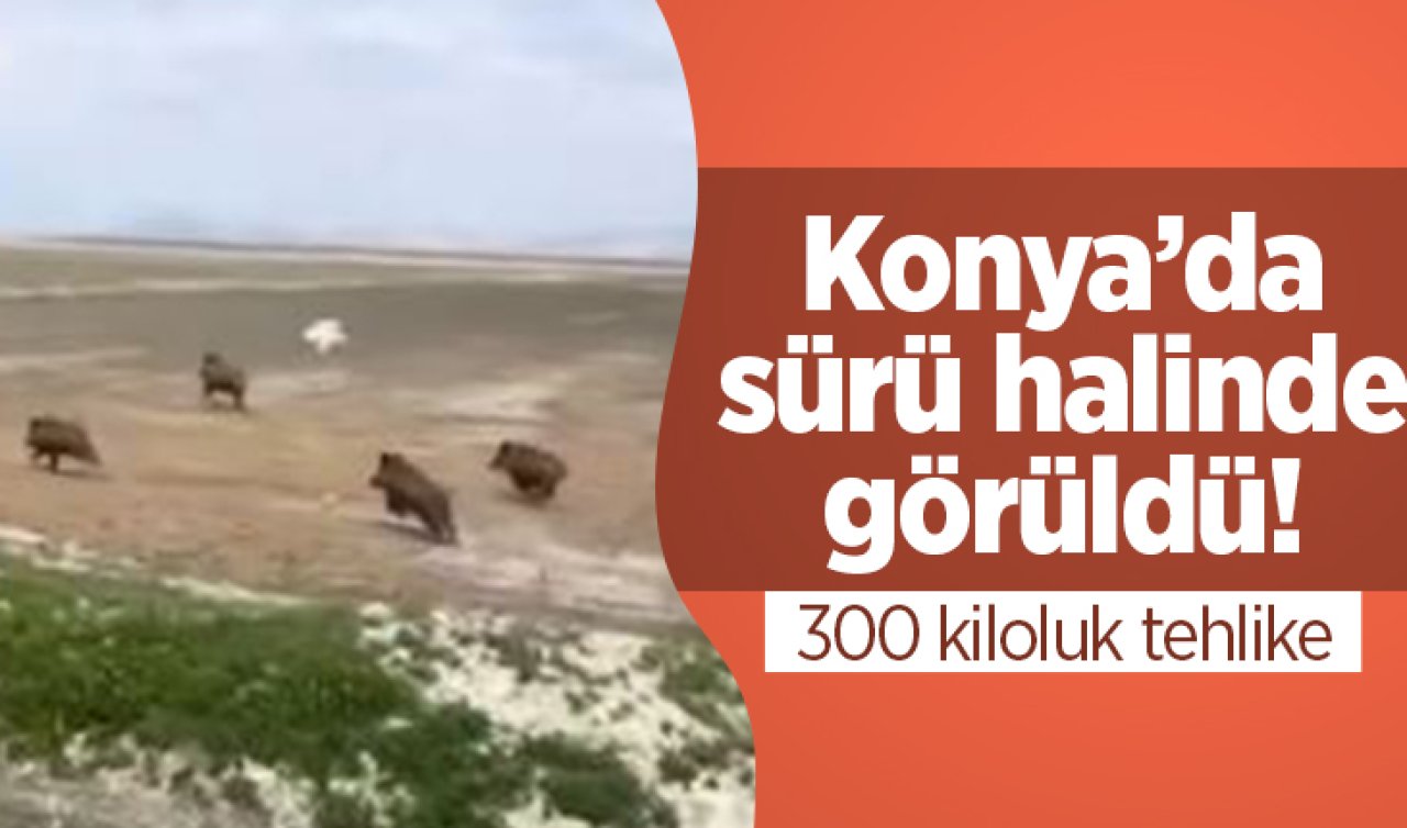 Konya’da sürü halinde görüldü 300 kiloluk tehlike